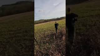 Chasing pheasants on a walked up shoot | Shooting sports in UK [2023] #shorts #shooting #uk