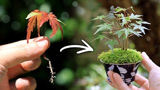 【1 year growth record】Collection of MAPLE sprouts to the making MINI BOMSAI 【Bonsai diary 7/17】