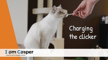 Charging the clicker with Casper - Clicker training for Cats