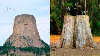 el enigma de los árboles gigantes en el pasado