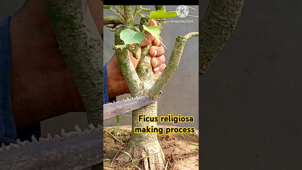 #ficus