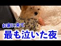 深夜0時に突然の大号泣、愛犬と初めて一緒に寝た忘れられない夜