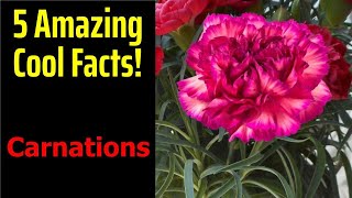 5 Fascinating Facts About Carnations