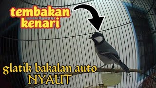 glatik batu gacor rasa kenari,glatik batu yang mendengar auto NYAUT dan  ikut GACOR