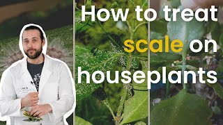 How to treat scale on houseplants