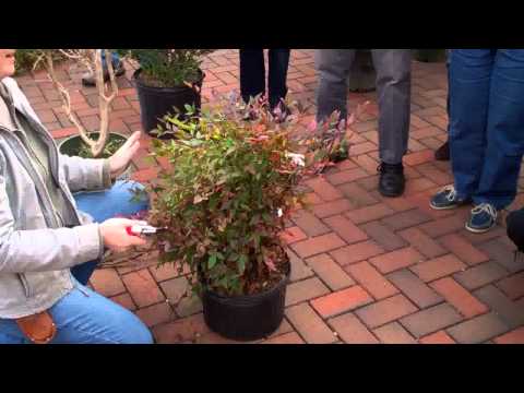 Video: Het vuurkrag nandina bessies?