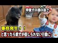【頭良すぎ】事件発生！と思ったら愛犬が信じられない行動に【甲斐犬一休と猫のしずく】