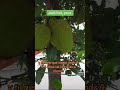 #colombia #jackfruit #bucaramanga floresta de frutas en la autopista 🛣️ Lebrija Bucaramanga