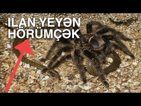 Video: Dünyanın ən böyük hörümçək: təsviri, adı və maraqlı faktlar