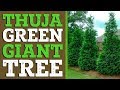 Thuja green giant   thuja green giant for sale  plantingtree