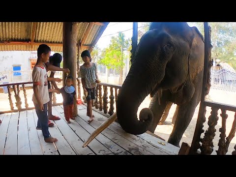 Video: Voi châu Phi và voi Ấn Độ: những điểm khác biệt và giống nhau chính