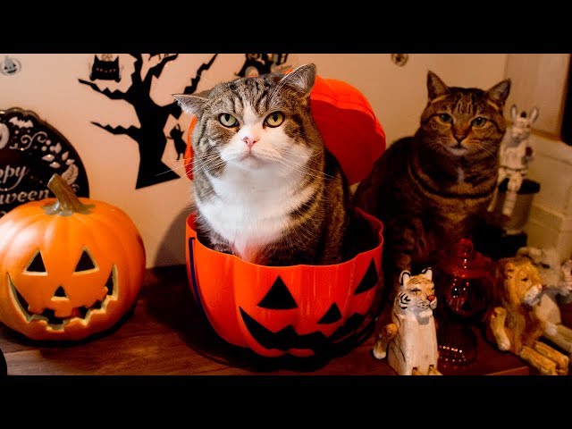 ハロウィンなねこ。-Maru&Hanas Halloween.-