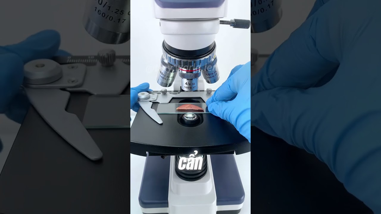 XÚC XÍCH DƯỚI KÍNH HIỂN VI...