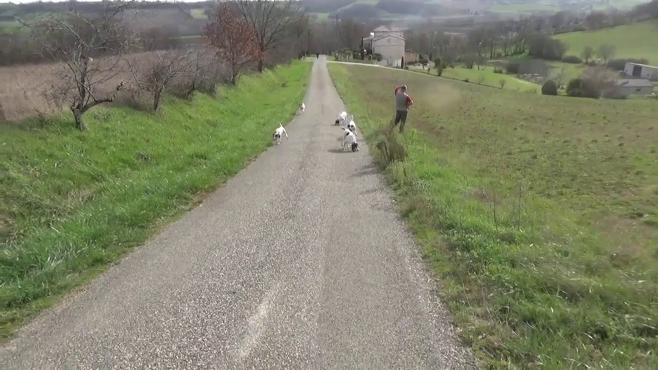 Le journal de mes chiens Club du bleu et Harloup 2020