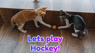Tiny Titans: Cute Kittens face off in game of hockey
