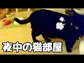 やっぱりナナは夜の猫部屋でヤンチャしてました