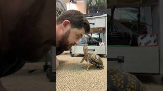 Interactions with the World’s Most Personable Turtle!  #turtle #tortoise #gardenstatetortoise