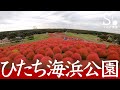 【ひたち海浜公園コキア】2020紅葉とグルメを満喫してきた/茨城 観光 絶景【女一人旅】