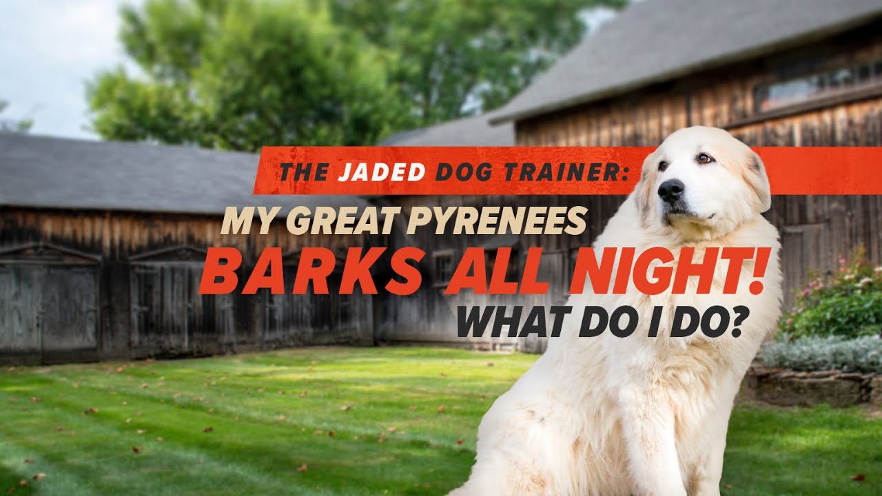 How To Get A Great Pyrenees To Sleep At Night