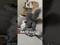 仲良くなりたいにゃん小僧 vs 塩対応お局猫#猫 #猫動画 #子猫 #多頭飼い