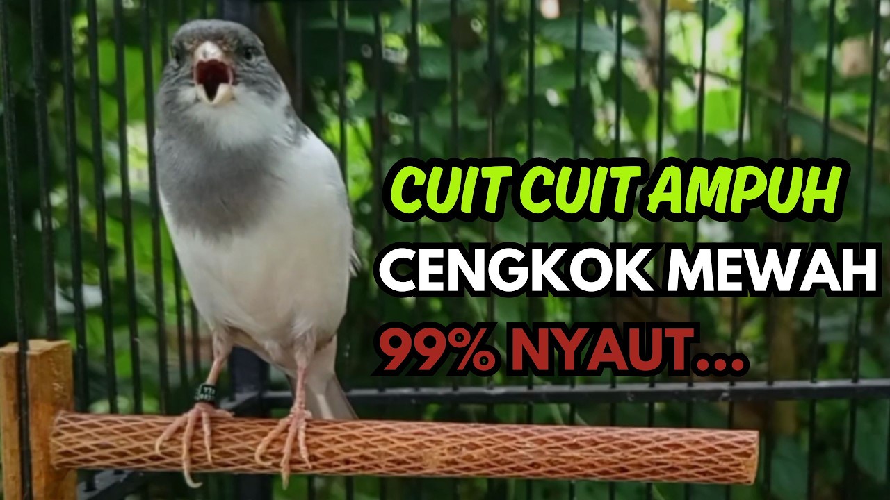 KENARI GACOR  Cuit CUIT BIRAHI SUARA Kenari MASTERAN TERBAIK UNTUK PANCINGAN & MASTERAN Kenari PAUD