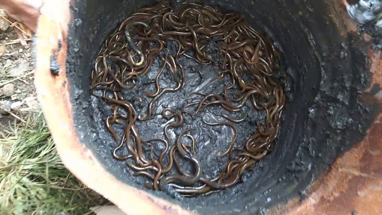 Panen belut dalam tong dalam 2bulan. 