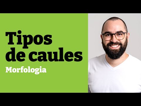 Vídeo: Morfologia e anatomia são a mesma coisa?