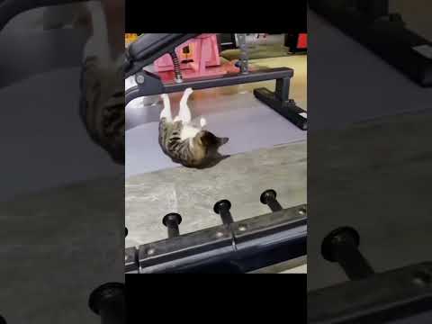 Fitness cat.