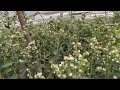 Arándanos Con CHAMAE En USA Arándanos Con CHAMAE En USA