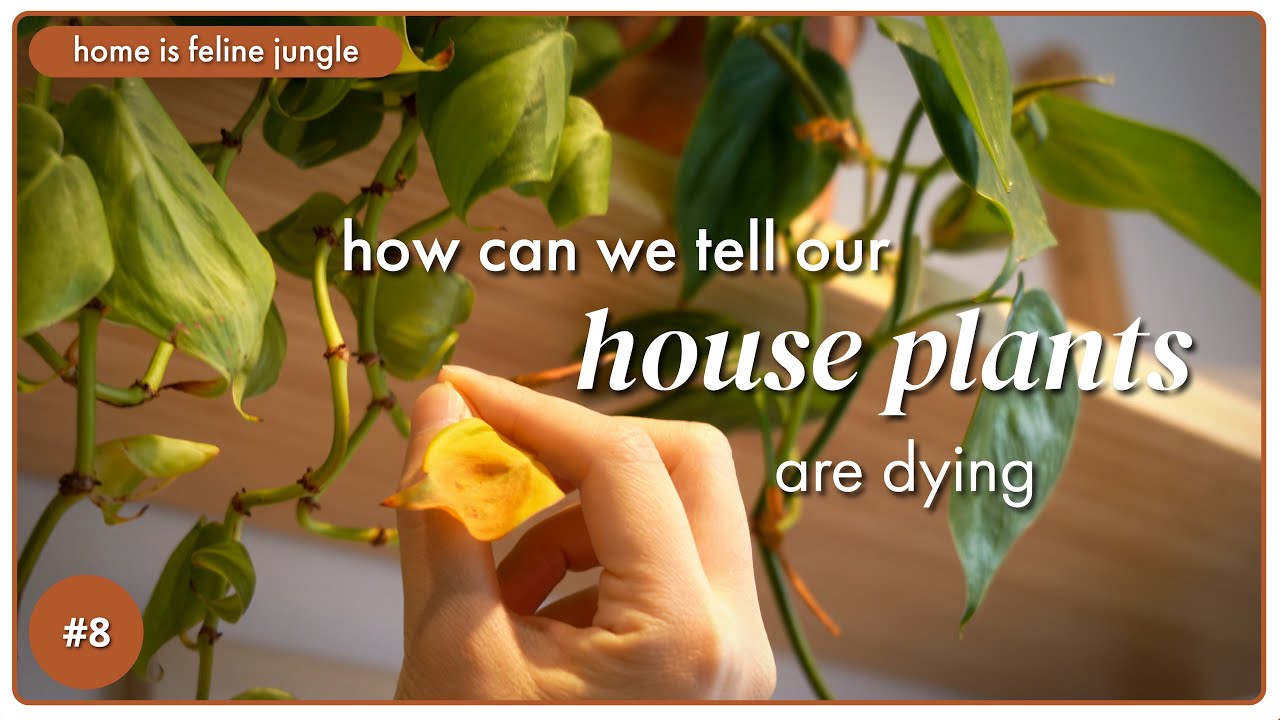 Dying houseplants?! Here are 5 warning signs you are missing & how to