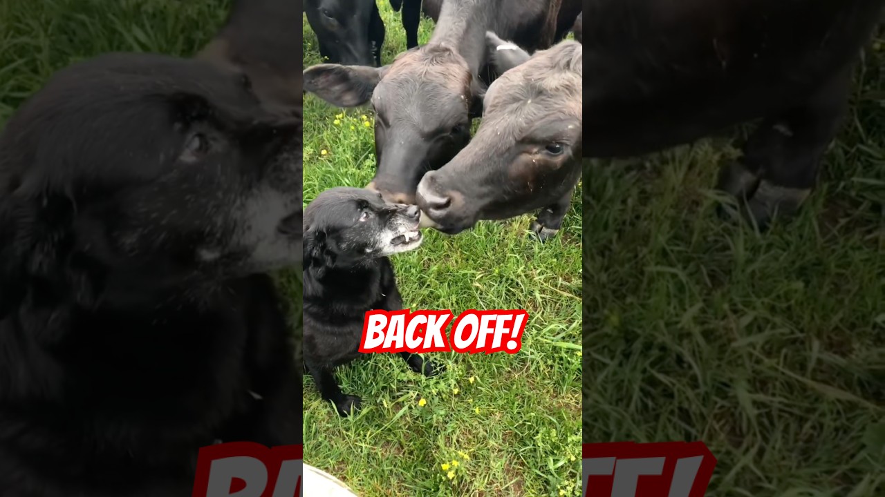 You Won't Believe How These Cows React to a Dog!