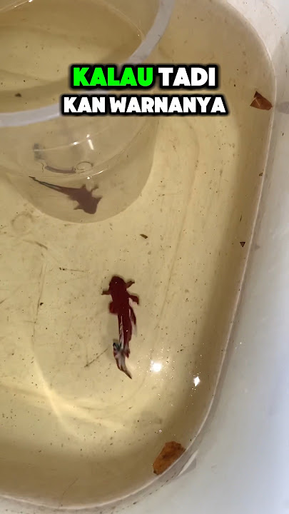 Start Breeding Betta Fish Again, Let's Match Them Up Right Away!!