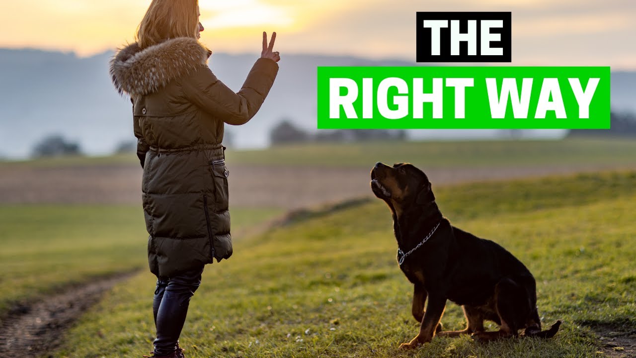 How to Correct Bad Behavior in a Rottweiler? - YouTube
