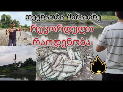 კახეთში შამაიები გაგიჟდნენ 🔥🔥🔥თევზაობა შამაიაზე 14.07.2024