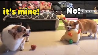 This Is My Toy - Funny Dogs And Cats Reaction 2020 | Tricksy Pets