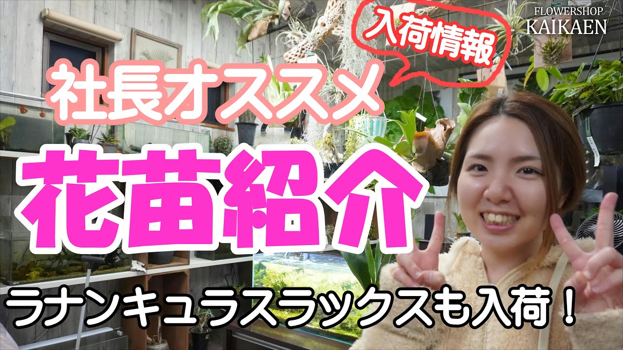 President's recommendation Flower seedlings Stock information