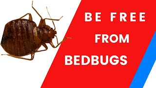 Get Rid of  bedbugs from Your Home #bedbug #bedbugscontrol #bedbugskillers #bedbugtreatment