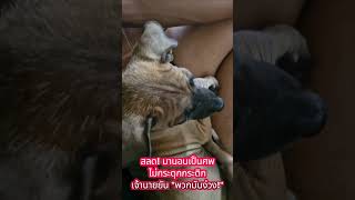 หลับสบายจังนะตูบน้อย #หมาน่ารัก #หมาน้อย #หมา #dog #shorts #cute #puppy