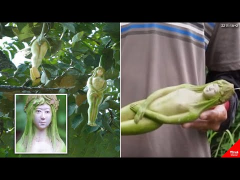 Video: Wanita Itu Melihat Buah-buahan Aneh Di Pepohonan Dekat Rumah - - Pandangan Alternatif