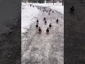 #treining❄️🦆🦆🦆