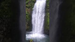 The mesmerizing beauty of nature #shorts #shortsfeed #shortsvideo