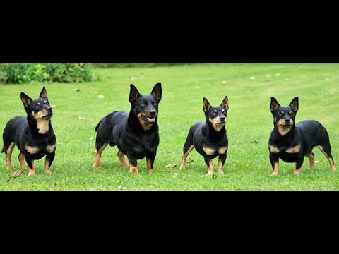 Ланкаширский хилер