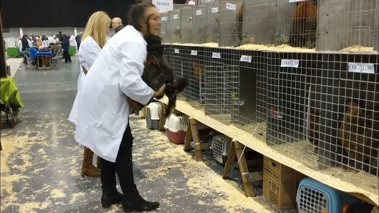 A poultry judge assessing the stance and gait of a chicken YouTube