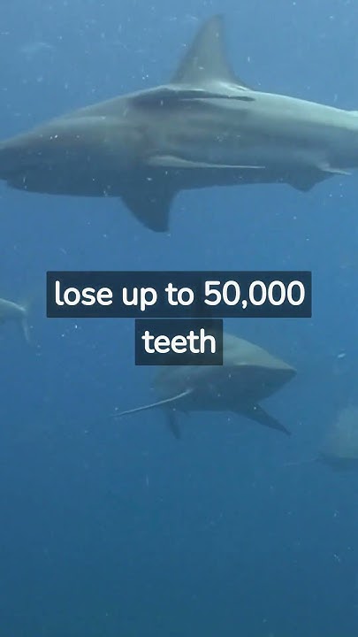 How Many Teeth Do Sharks Lose in a Lifetime? #shorts - YouTube