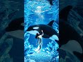 Love Waves: The Story of Orca Jessica