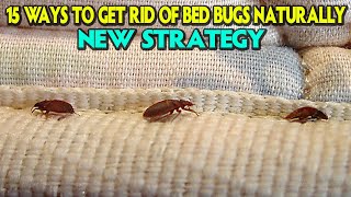 15 WAYS TO GET RID OF BEDBUGS 2023 - HOW TO GET RID OF BEDBUGS