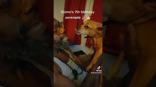 Gizmo's 7th birthday serenade ?