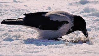 Самые умные птицы вороны строят гнездо Самые умные птицы вороны строят гнездо