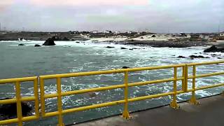 Punta choros en el muelle . Invierno 2015.