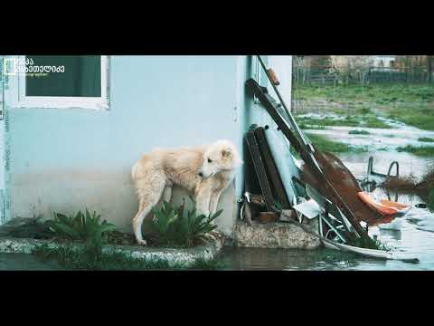 Georgia-ხაშური ძაღლთა თავშესაფარი